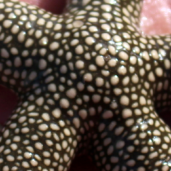  Nardoa tuberculata (Mottled Sea Star, Warty Sea Star)